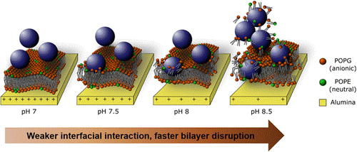 cell-membrane-interaction-with-nanoparticles.gif