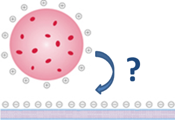 Figure 1: How does a nanoparticle interact with a model cell membrane? 图1:纳米颗粒如何与模型细胞膜相互作用?